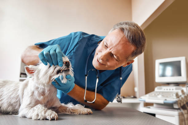 Best Walk-In Emergency Dental Services in Minorca, LA